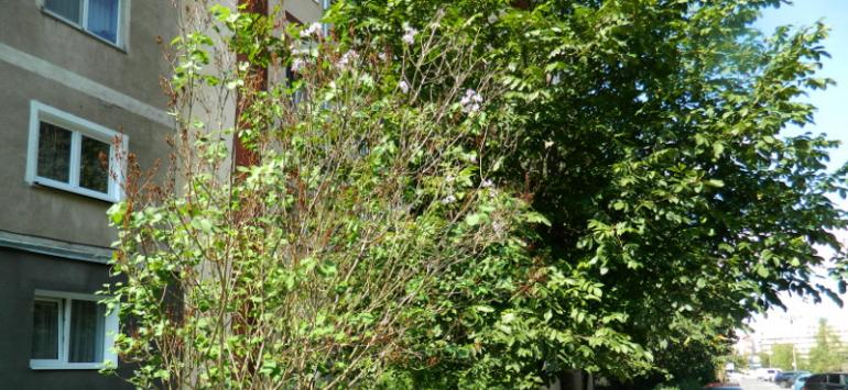 liliac înflorit la Reşiţa în luna septembrie 2018