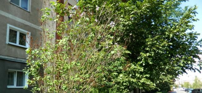 liliac înflorit la Reşiţa în luna septembrie 2018